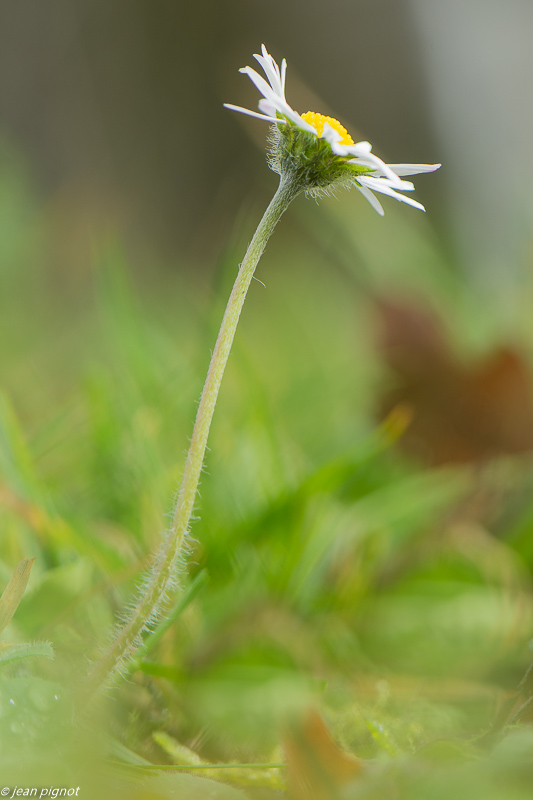 paquerette 02 2020-7859.jpg