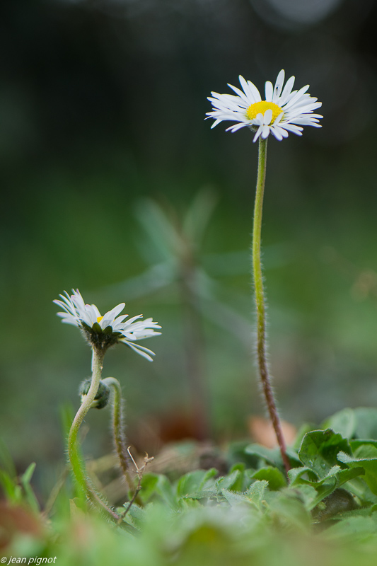 paquerette 02 2020-7866.jpg