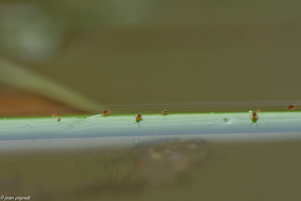 insectes sur la mare de mr suisse 02 2020-7894.jpg