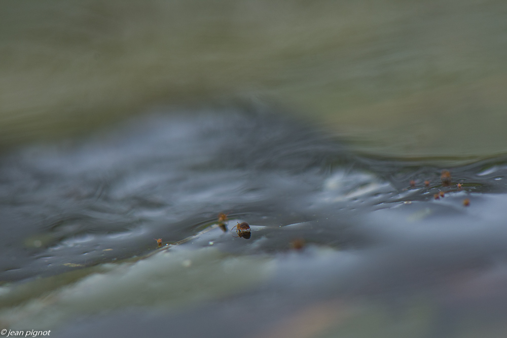insectes sur la mare de mr suisse 02 2020-7899.jpg