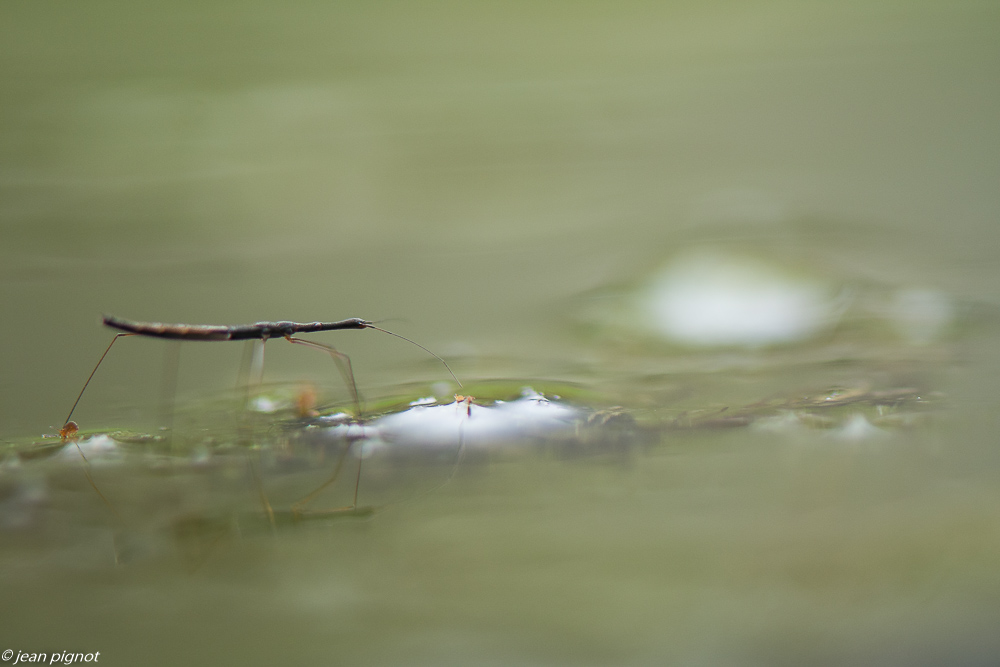 insectes sur la mare de mr suisse 02 2020-7936.jpg