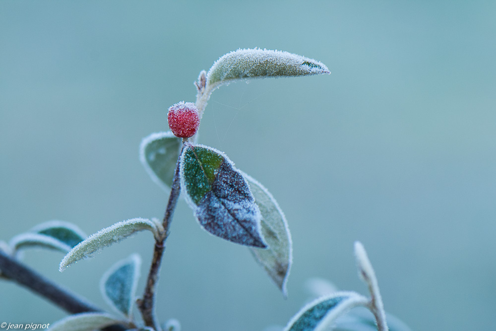plantes gelées 02 2020-8091.jpg