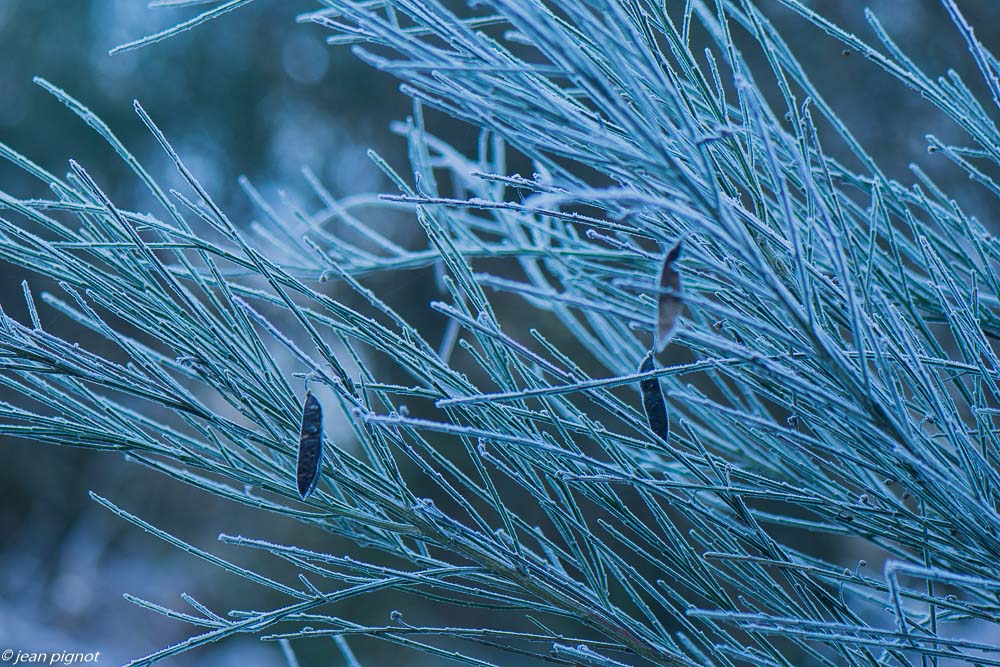 plantes gelées 02 2020-8107.jpg