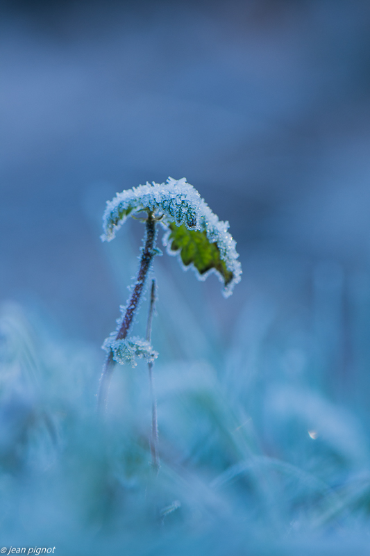 plantes gelées 02 2020-8113.jpg