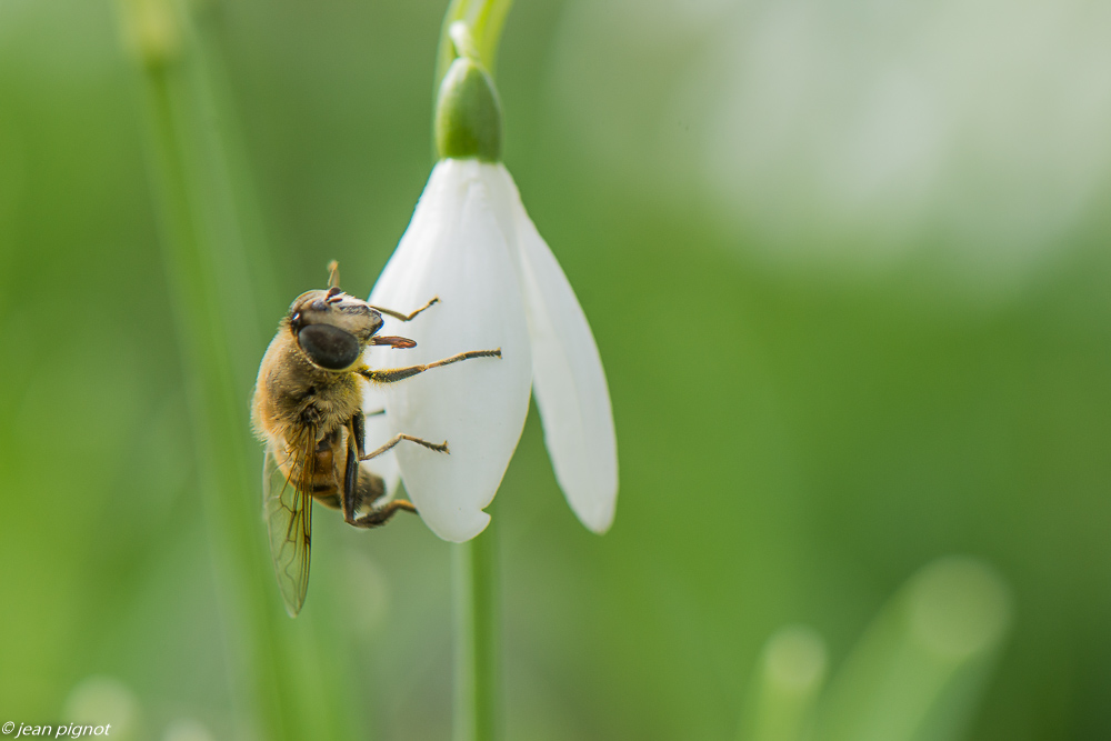 mouche sur pêrce neige 02 2020-8132.jpg