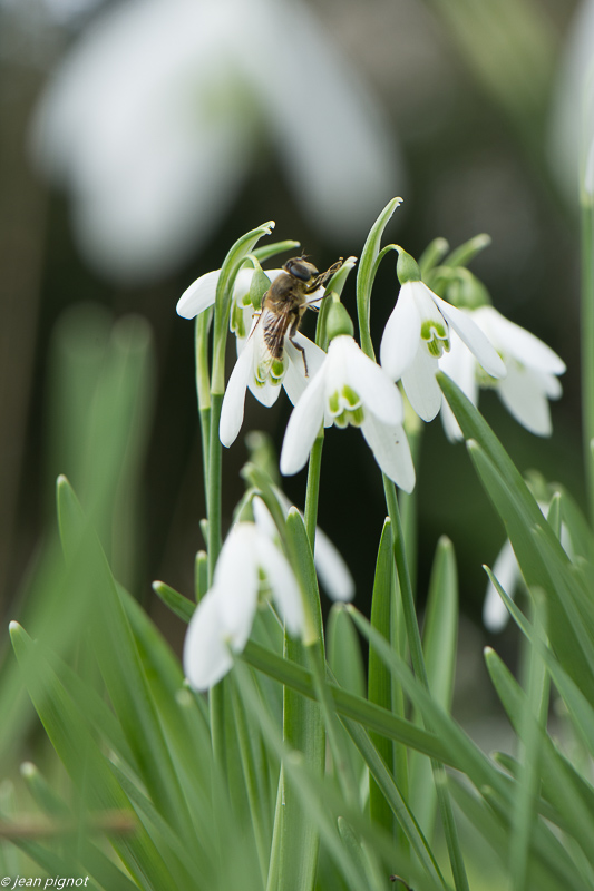 mouche sur pêrce neige 02 2020-8166.jpg