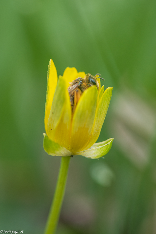 ficaire et andraine  02 2020-8201.jpg