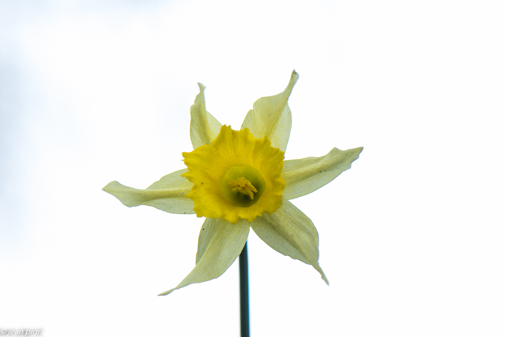 fleurs de printemps 02 2020-8320.jpg