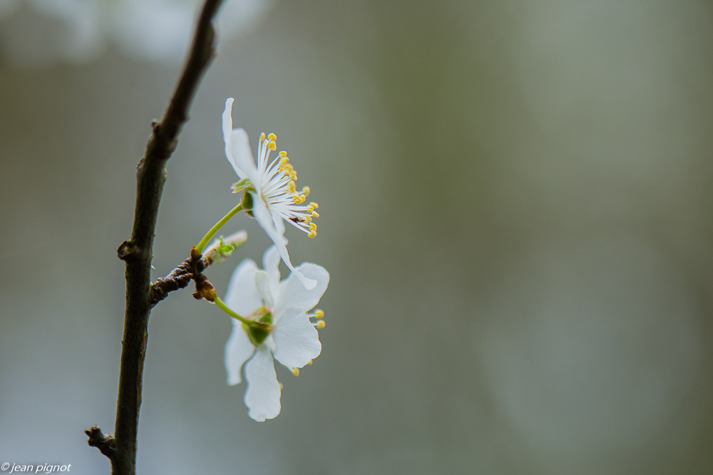 fleurs de printemps 02 2020-8333.jpg