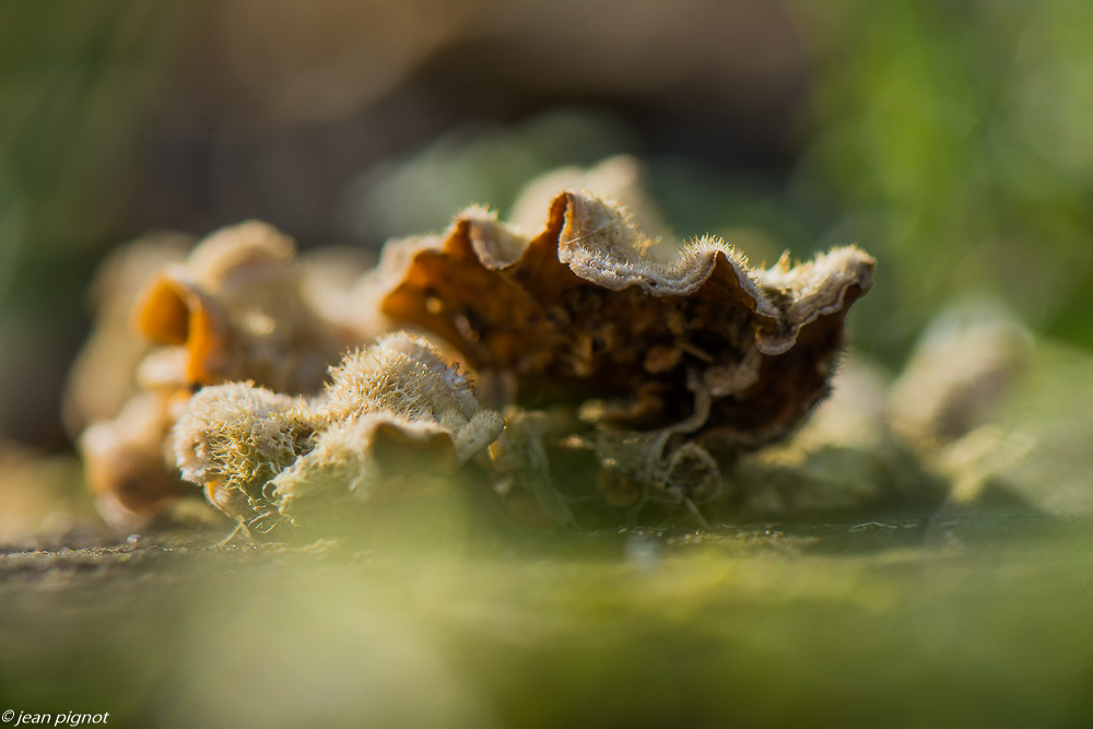 champignons sur arbre 02 2020-8085.jpg