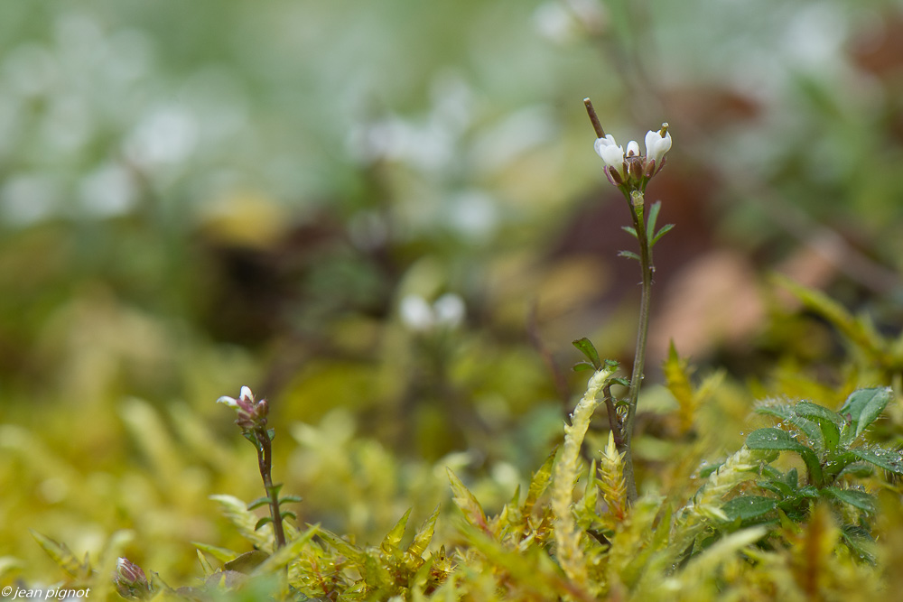 fleurs de printemps 02 2020-8364.jpg