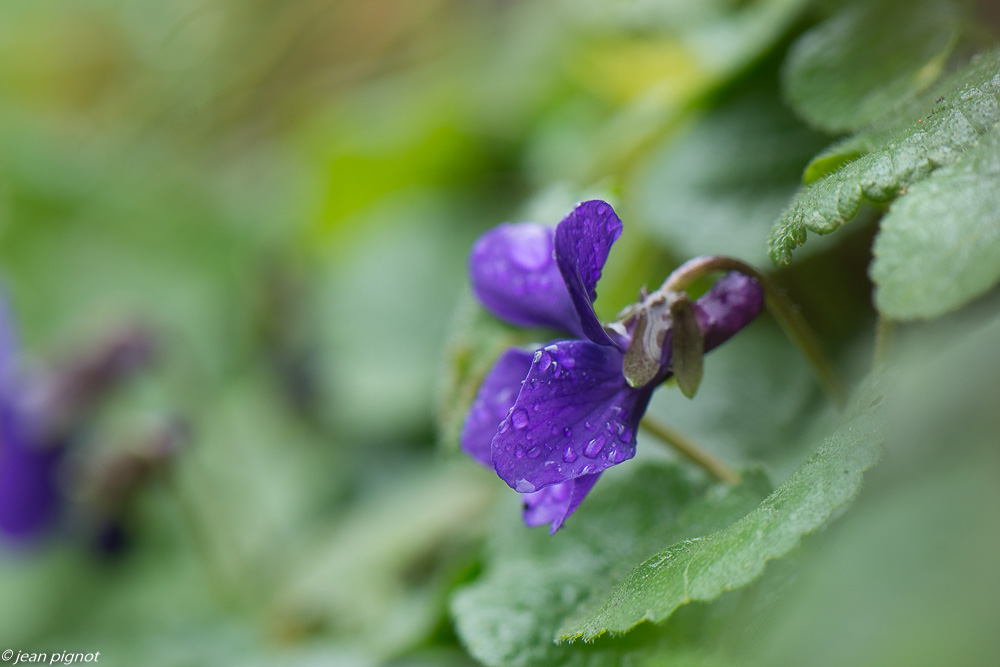 violettes 02 2020-8366.jpg
