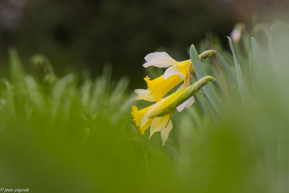 fleurs de printemps 02 2020-8409.jpg