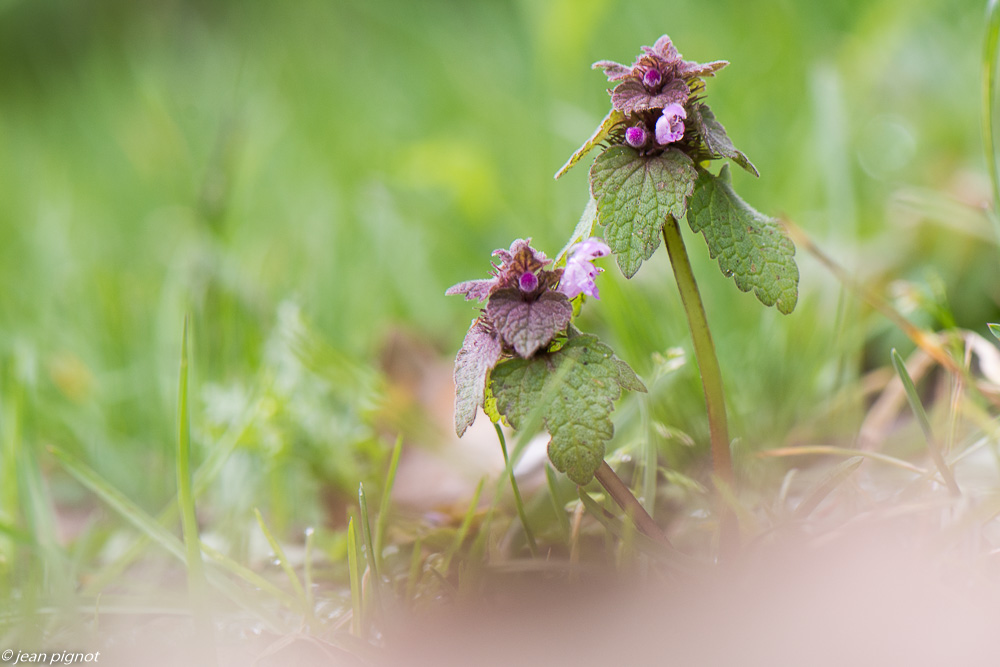 fleurs de printemps 02 2020-8416-2.jpg