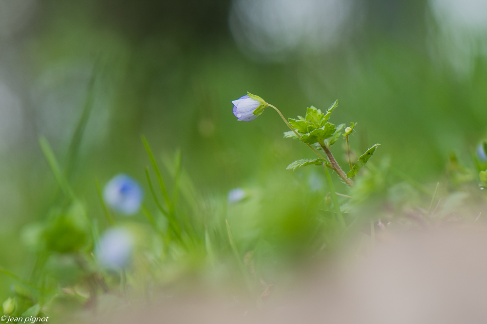 fleurs de printemps 02 2020-8427.jpg