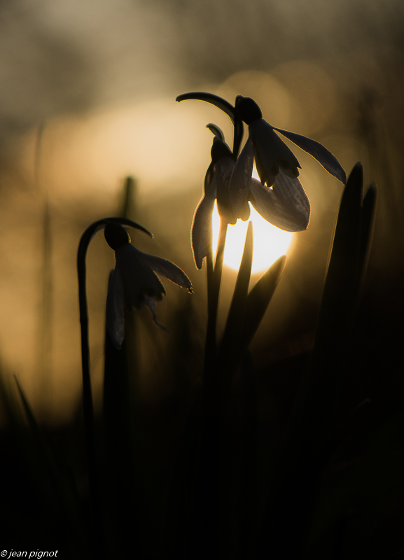 perce neige au couchant 3 2020-8629.jpg