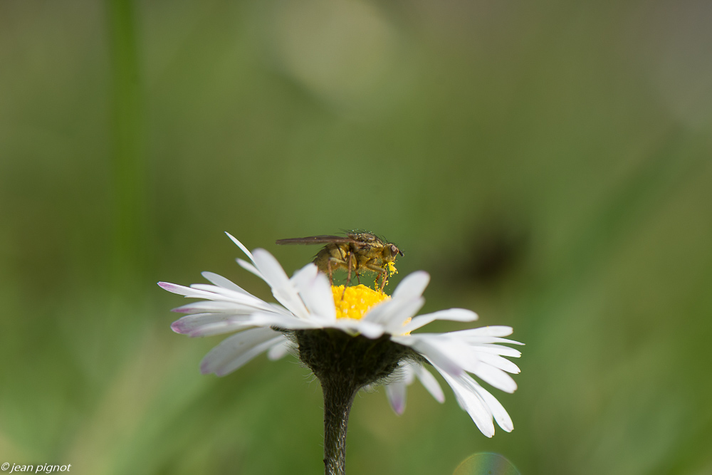 premiers insectes 3 2020-8730.jpg