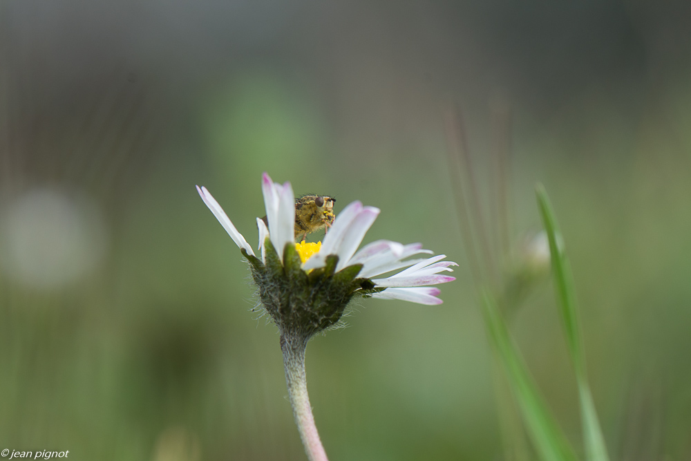 premiers insectes 3 2020-8733.jpg