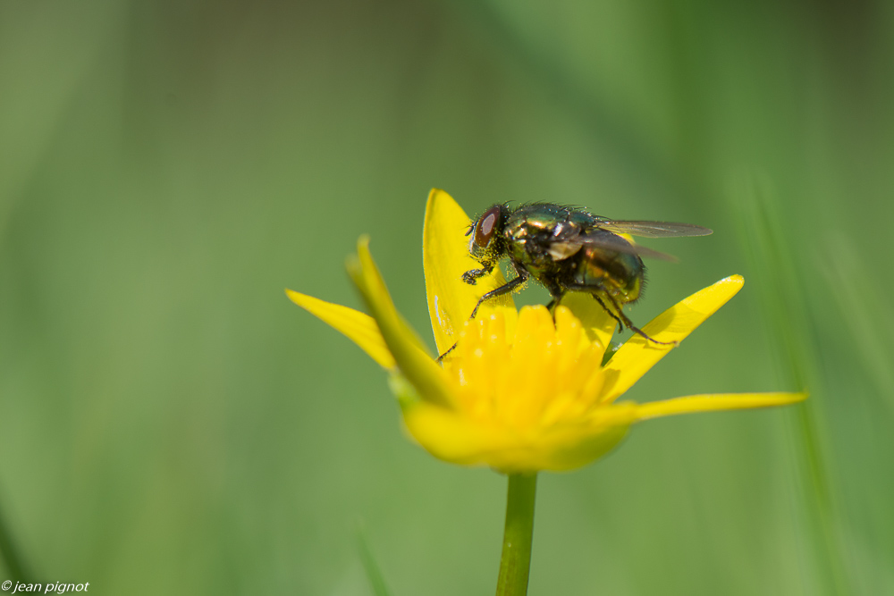 premiers insectes 3 2020-8757.jpg
