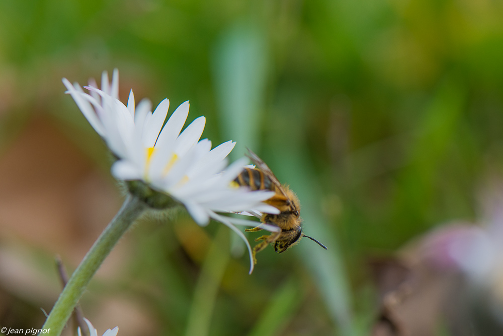 andraines 3 2020-8809.jpg