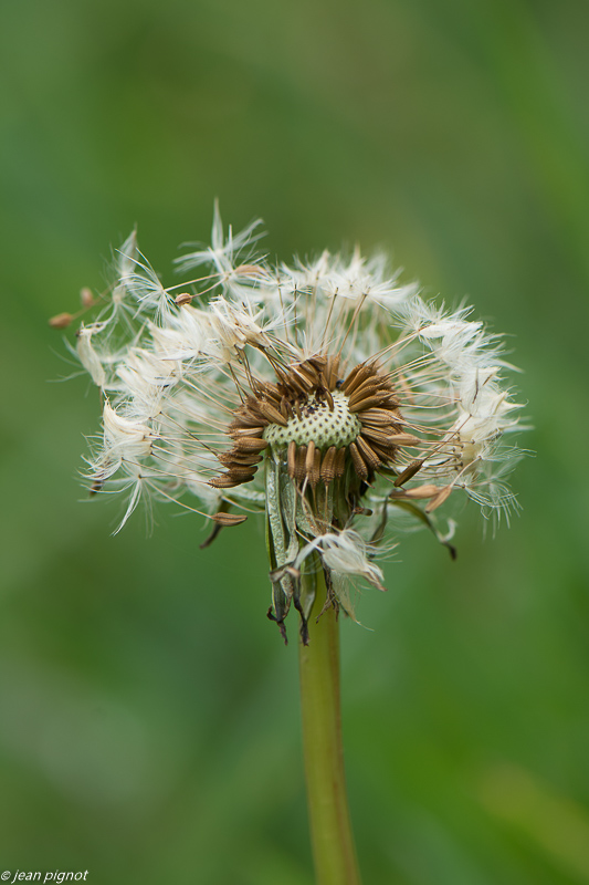 pissenli en graine 3 2020-8981.jpg