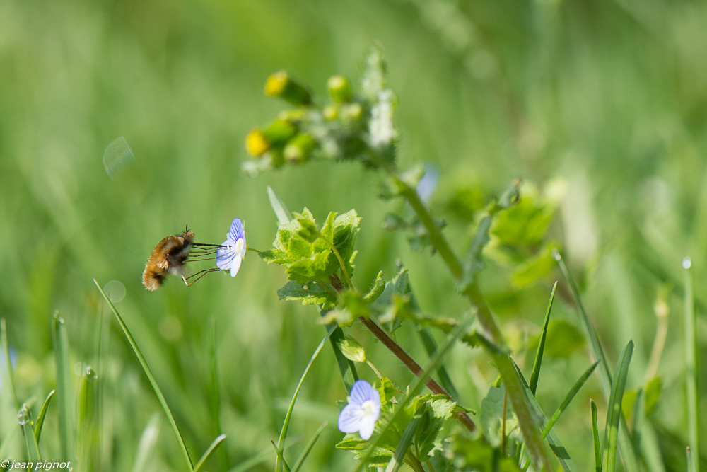 bombyles 3 2020-9151.jpg