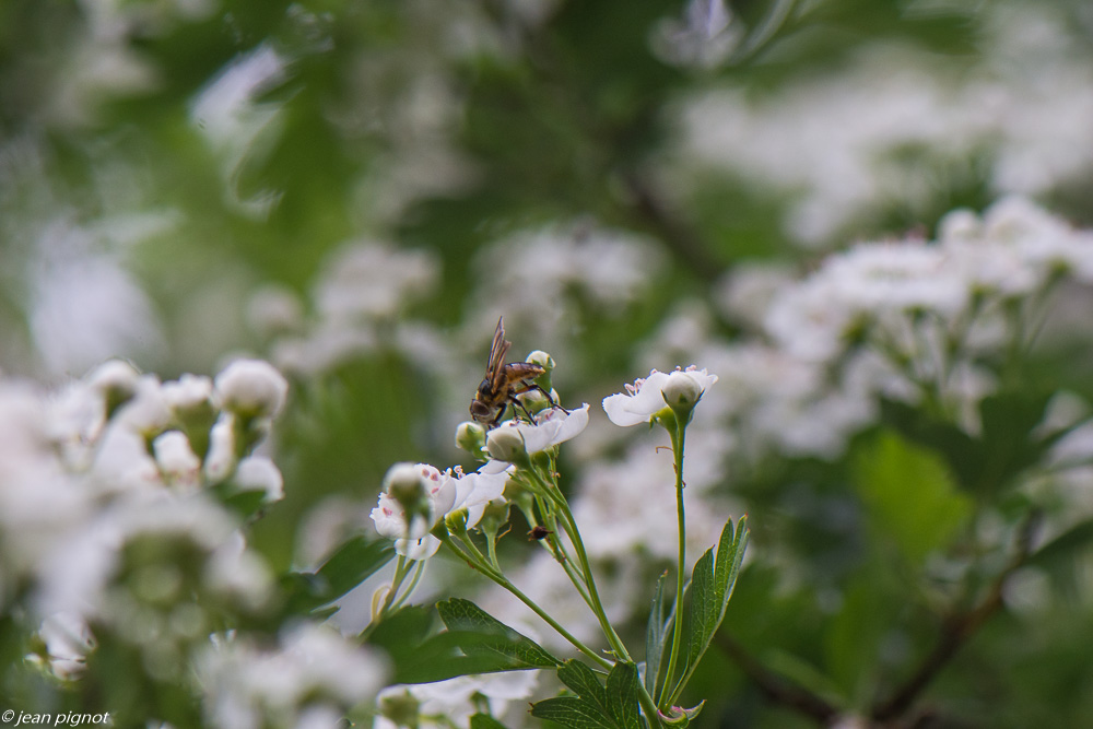 incectes aubepines 4 2020-1171.jpg