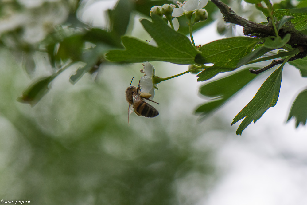 incectes aubepines 4 2020-1181.jpg