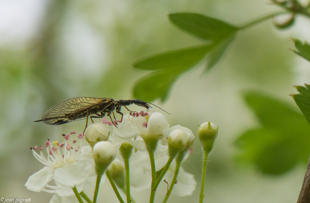 insectes des aubepines 4 2020-1253-2.jpg