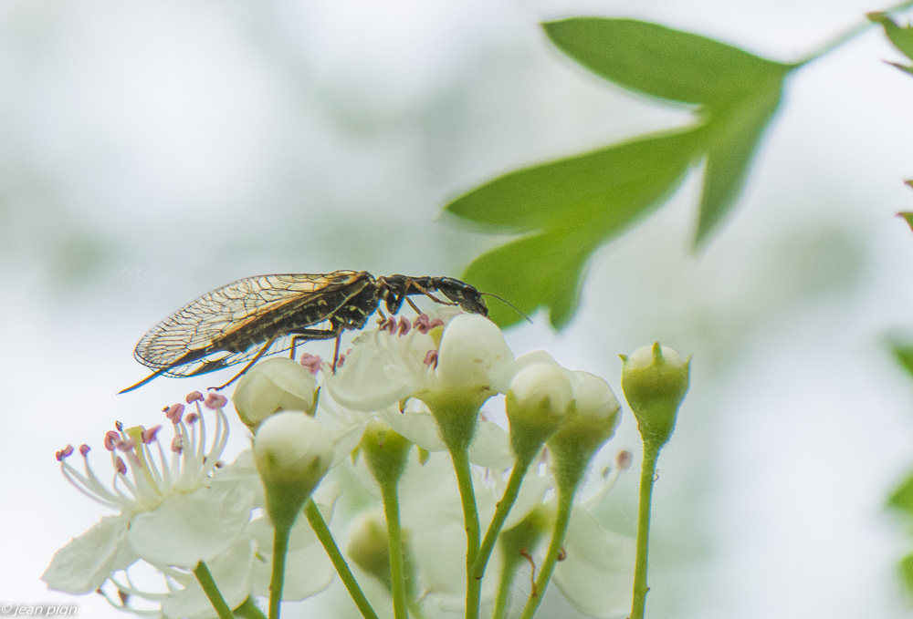 insectes des aubepines 4 2020-1264.jpg