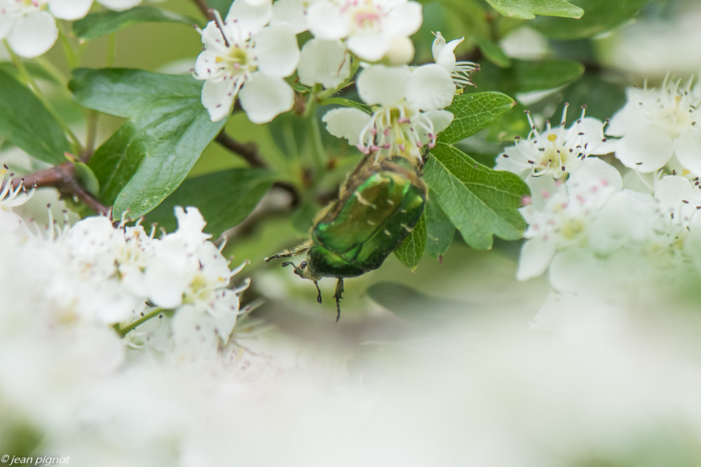insectes des aubepines 4 2020-1300.jpg