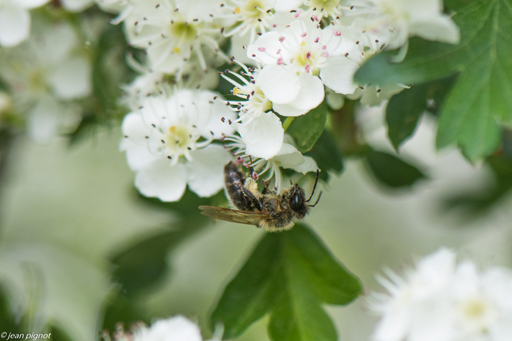 insectes des aubepines 4 2020-1316.jpg
