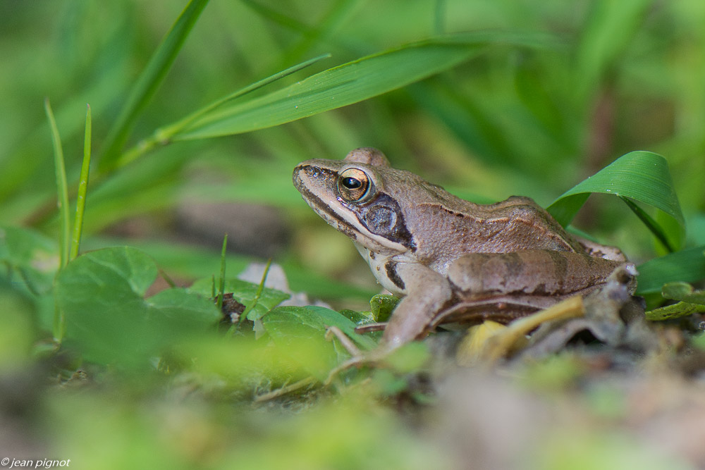 grenouille agile 4 2020-1055.jpg