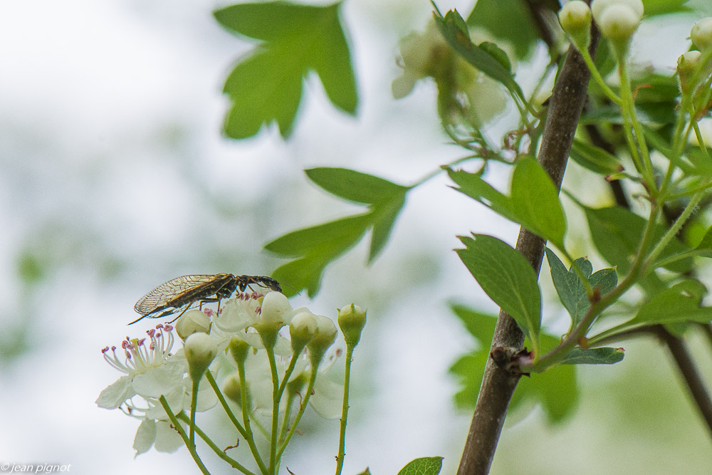 insectes des aubepine 4 2020-1264.jpg