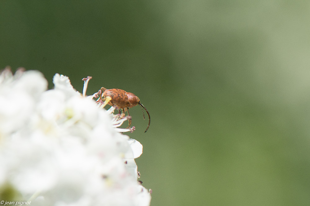 insectes des aubepines 4 2020-1507.jpg