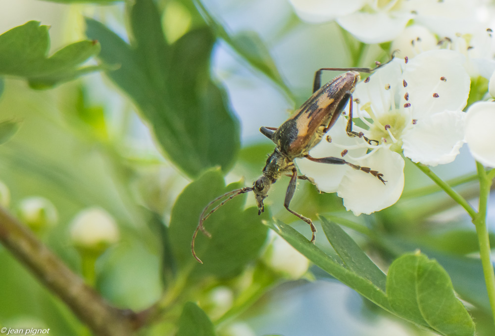 insectes des aubepines 4 2020-1518.jpg
