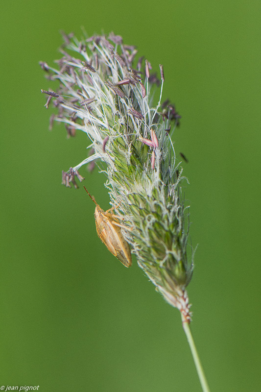 insectes du champs punaise 4 2020-1213.jpg