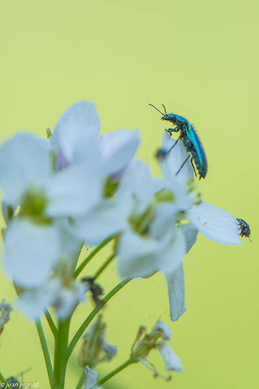 insectes sur cardamine 4 2020-1677.jpg