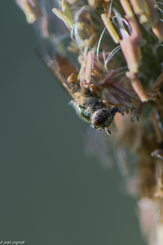 syrphe 4 2020-1641.jpg