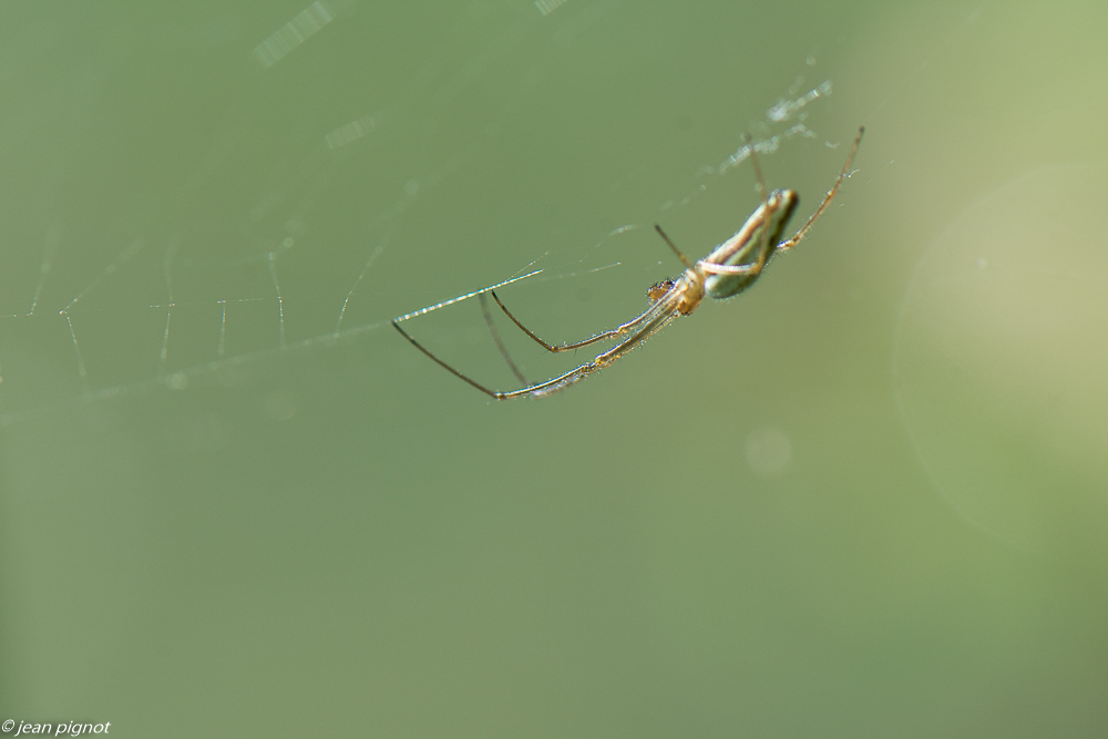 araignée tetragnathe 4 2020-0933.jpg