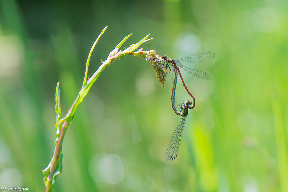 nymphe cors de  accouplement 4 2020-1752.jpg