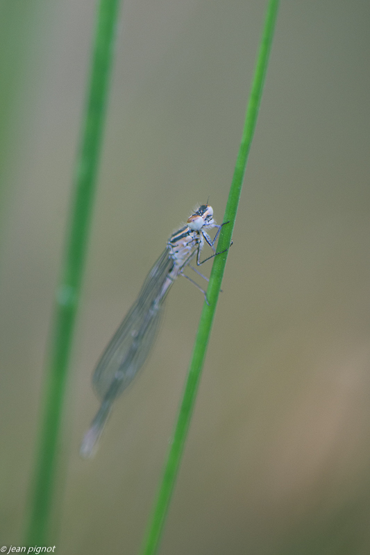 insectes de la mare 4 2020-1940.jpg