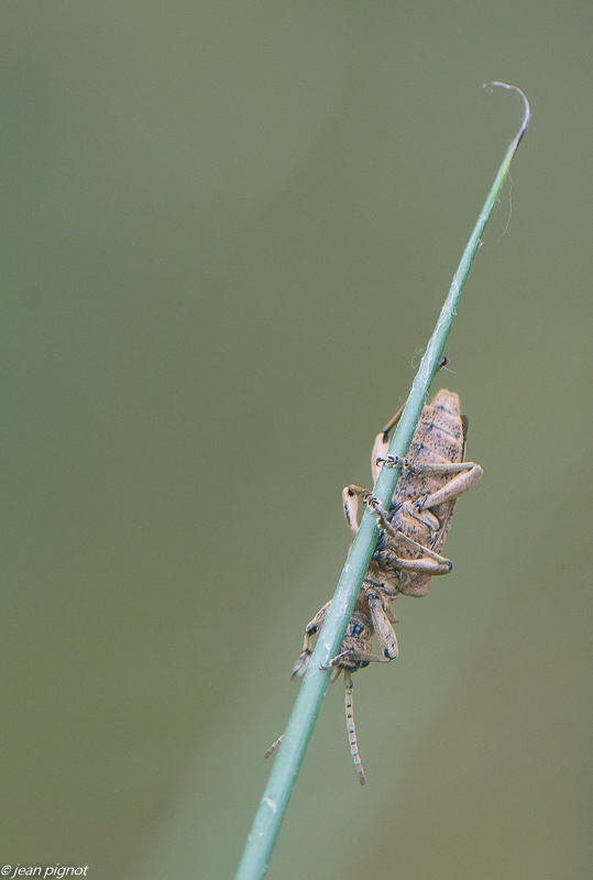insectes de la mare 4 2020-1932.jpg