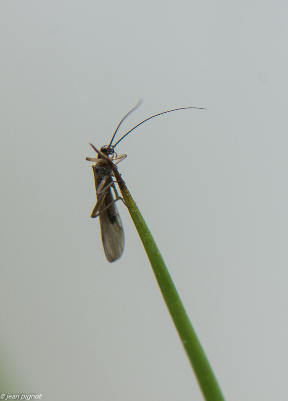 insectes de la mare 4 2020-1914.jpg