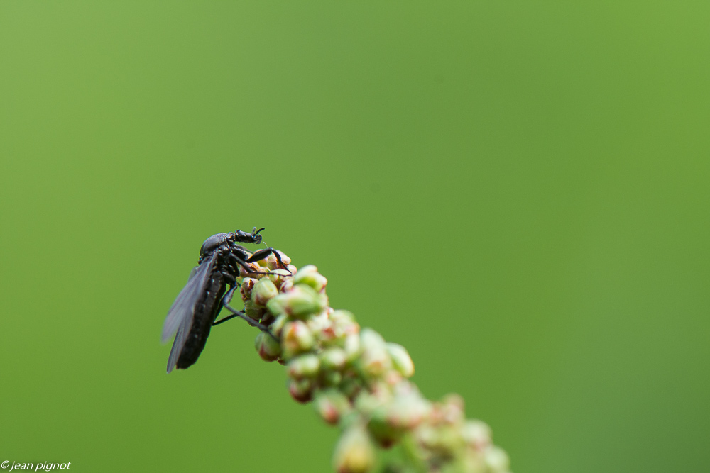 insectes de la mare 4 2020-1922.jpg