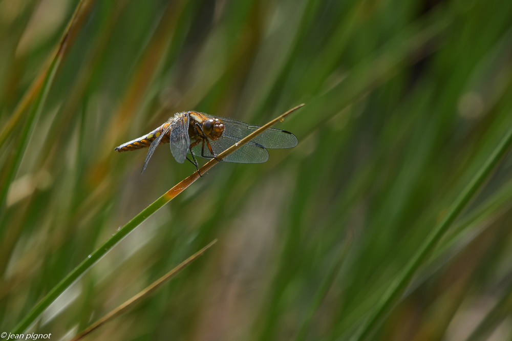 insectes de la mare 4 2020-7336.jpg
