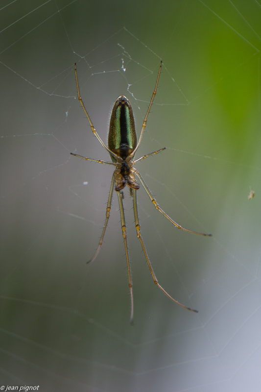 insectes de la mare 4 2020-1875.jpg
