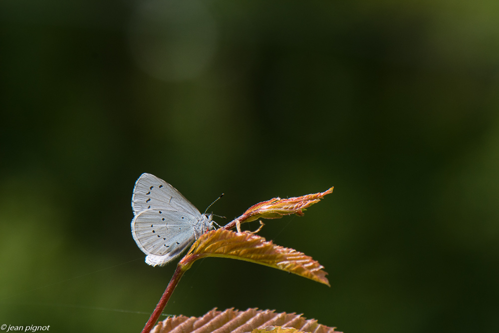 azuré du nerprin 05 2020-2185.jpg