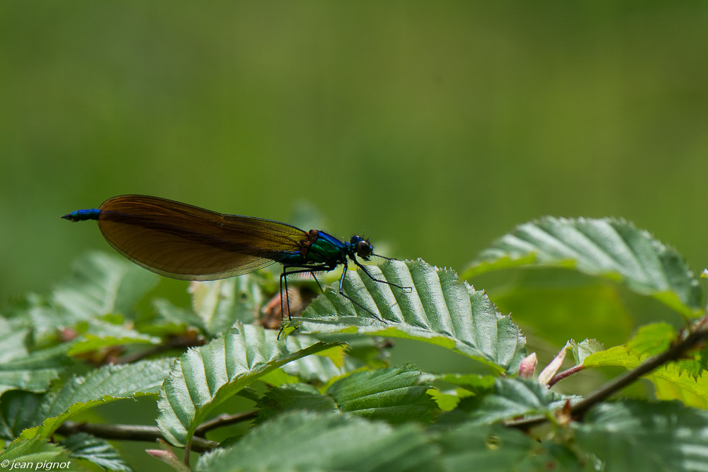 calopteryx virgo 05 2020-2187.jpg
