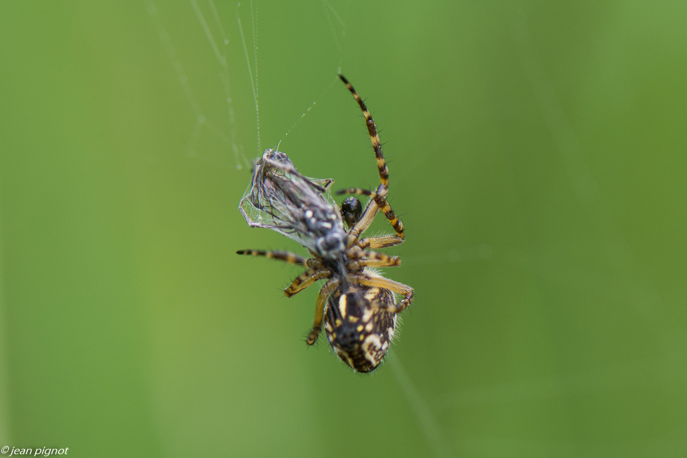 insectes du champs 05 2020-2128.jpg